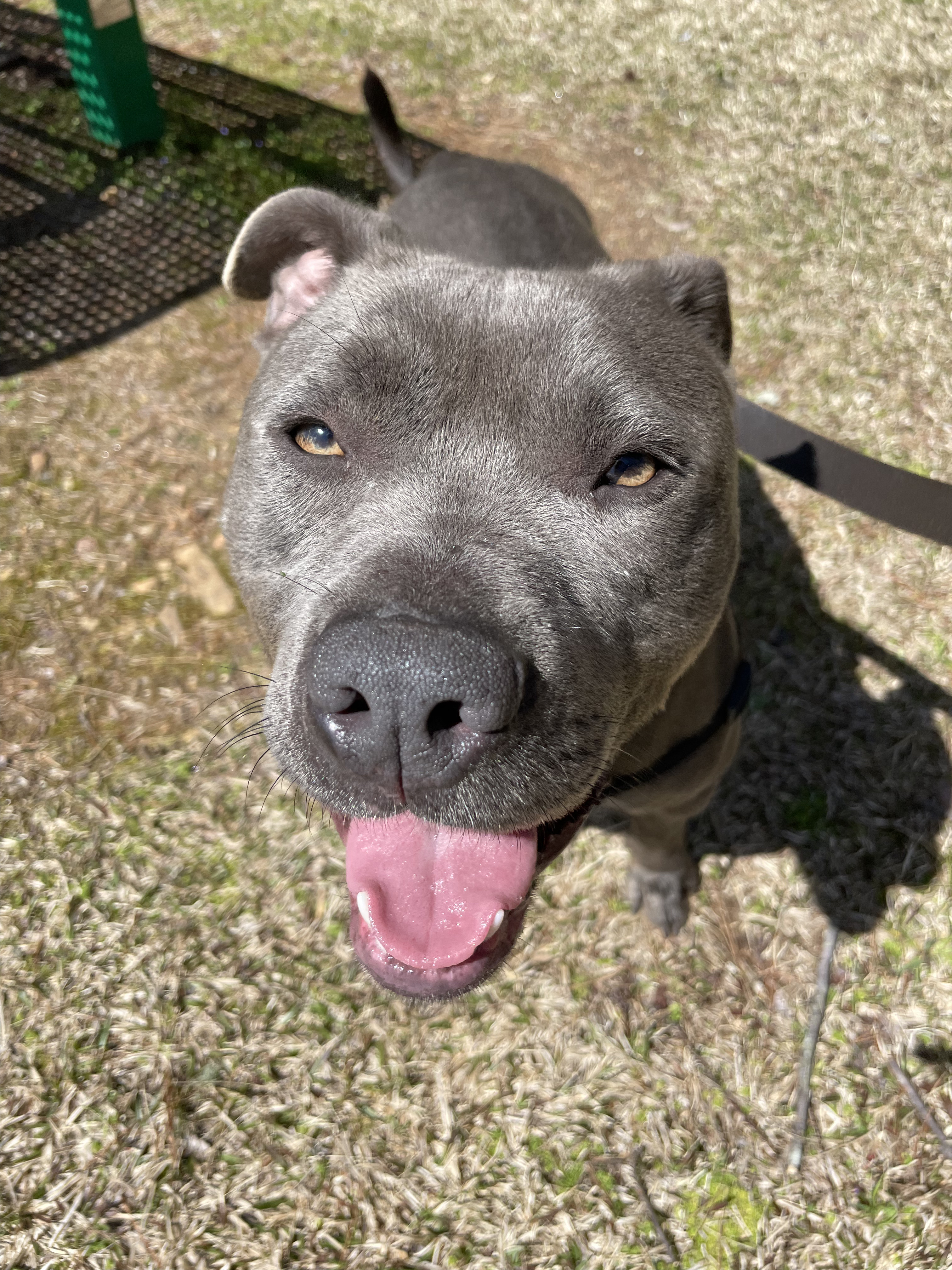 Enlarge Baloo, a Adoptable American Bully in Dawsonville, GA image 5/6