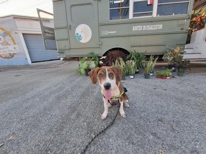 89034a Sansui - Adoption Ambassador, Adoptable, Adult Male Hound & Mixed Breed.