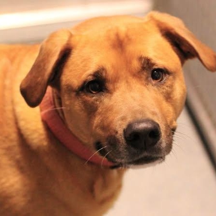 Enlarge 25-01829 EVIE, a ADOPTABLE mixed breed in Fredericksburg, VA image 1/1