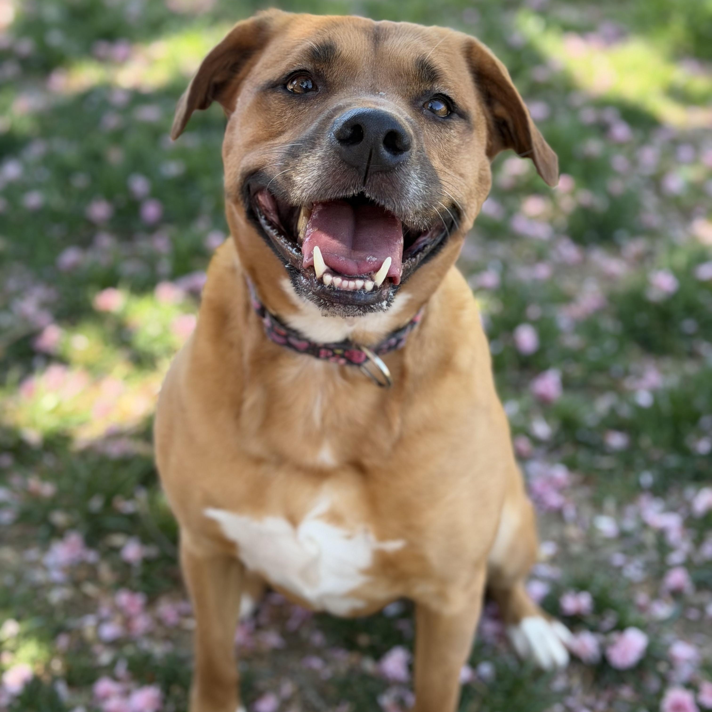 25-01829 EVIE, adoptable, Adult Female Pit Bull Terrier & Labrador Retriever.