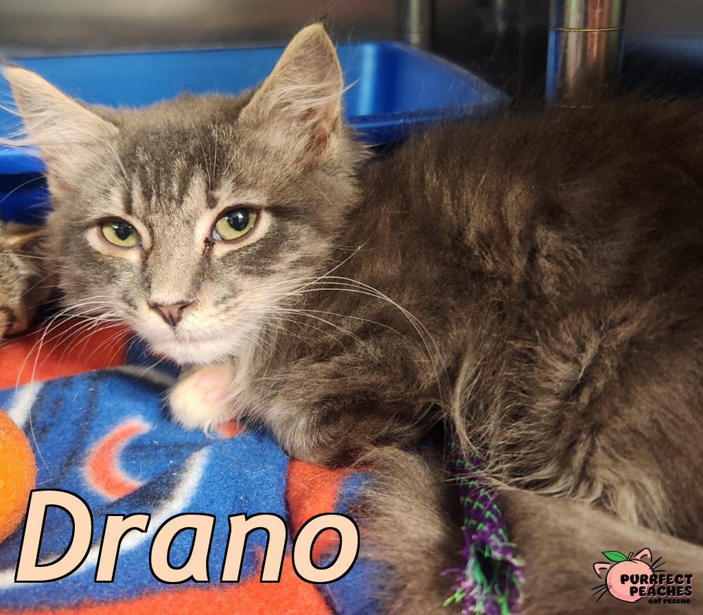 Enlarge Drano, a Adoptable mixed breed in Douglasville, GA image 1/1