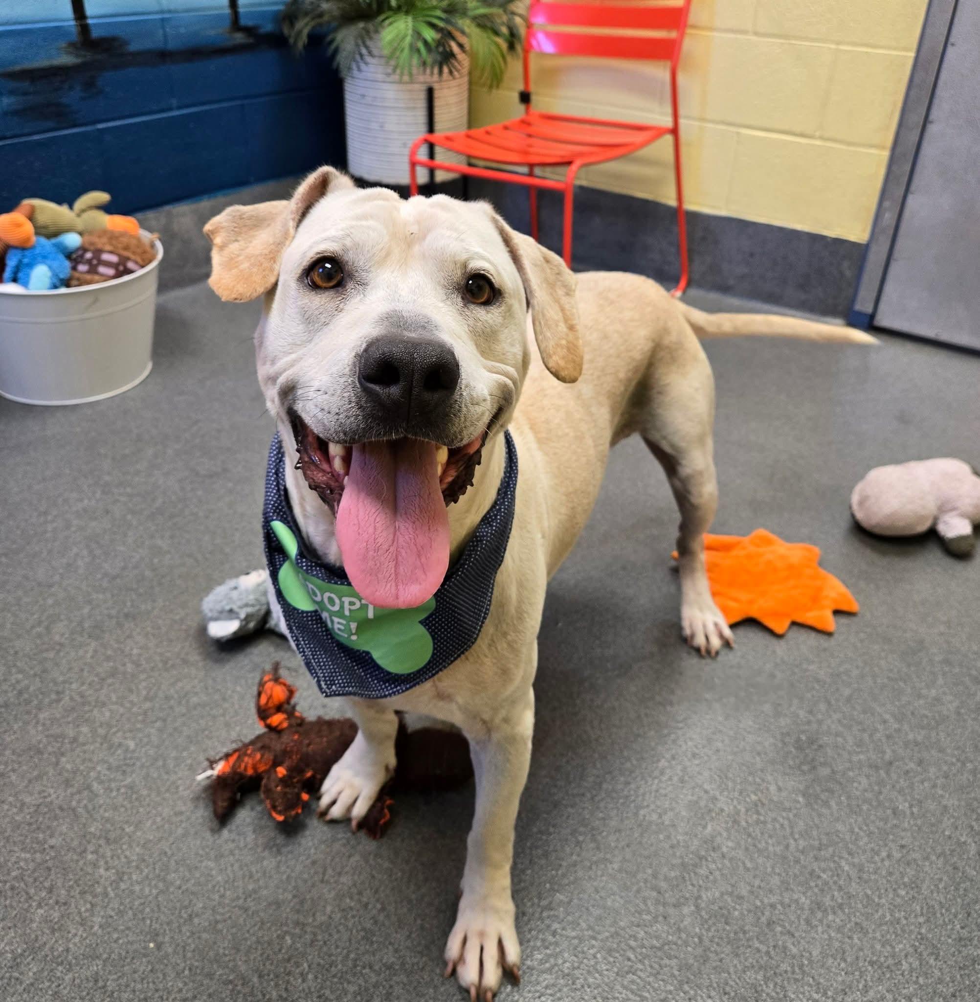 Scooby, a Adoptable mixed breed in Amherst, VA image 4/6