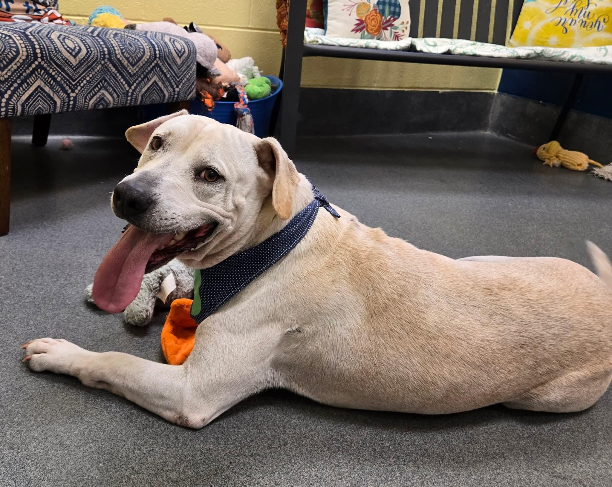 Scooby, a Adoptable mixed breed in Amherst, VA image 5/6