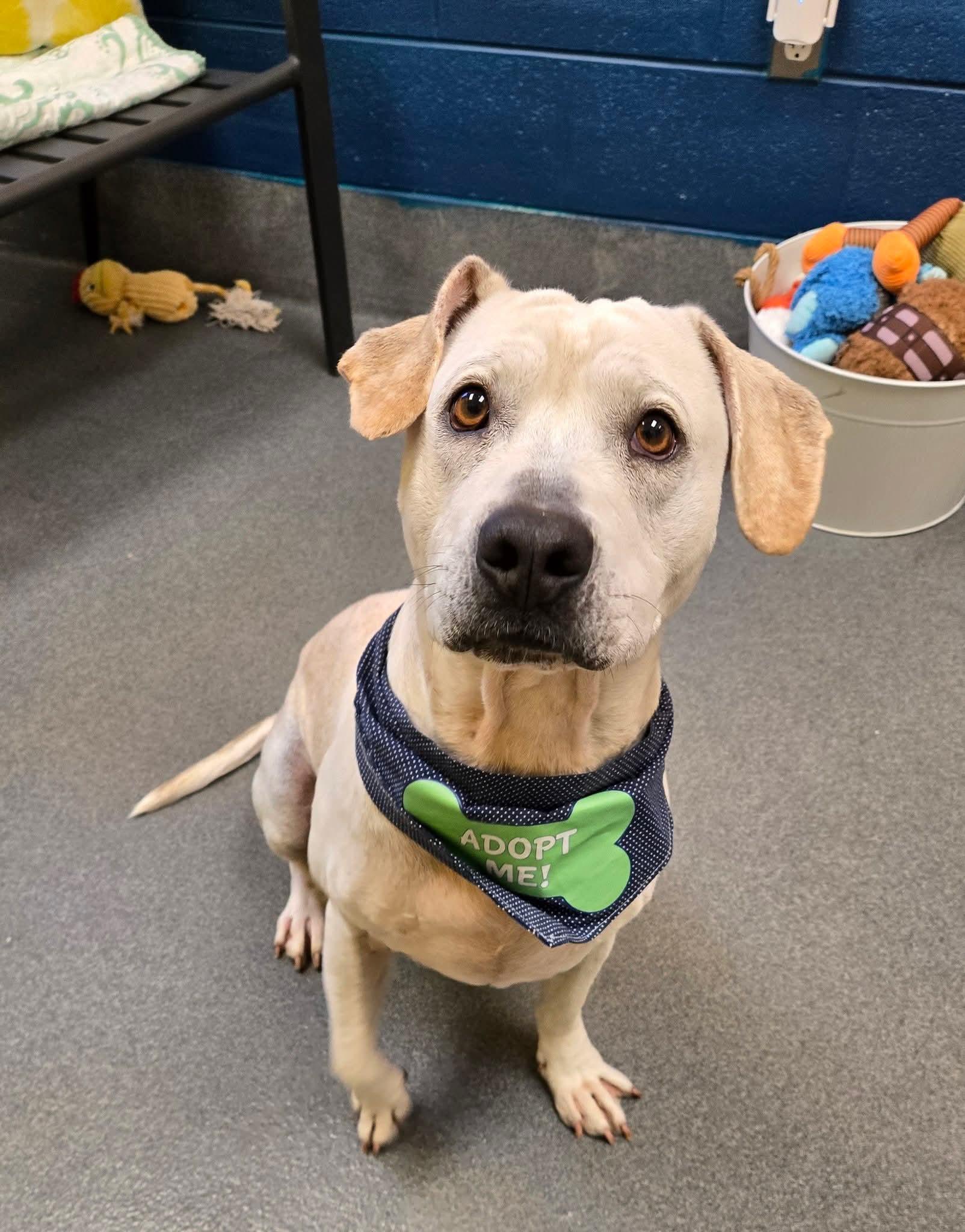 Scooby, a Adoptable mixed breed in Amherst, VA image 3/6
