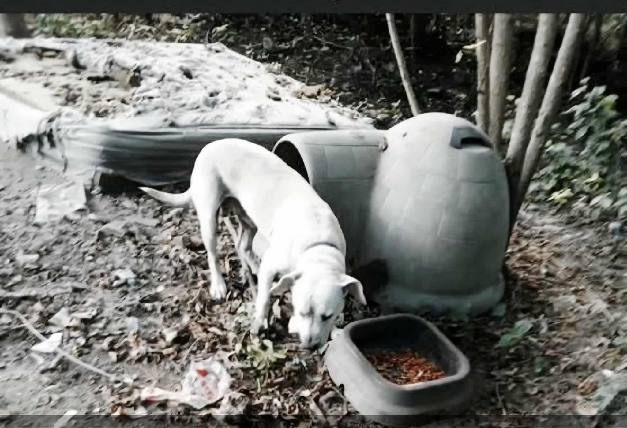 Scooby, a Adoptable mixed breed in Amherst, VA image 6/6