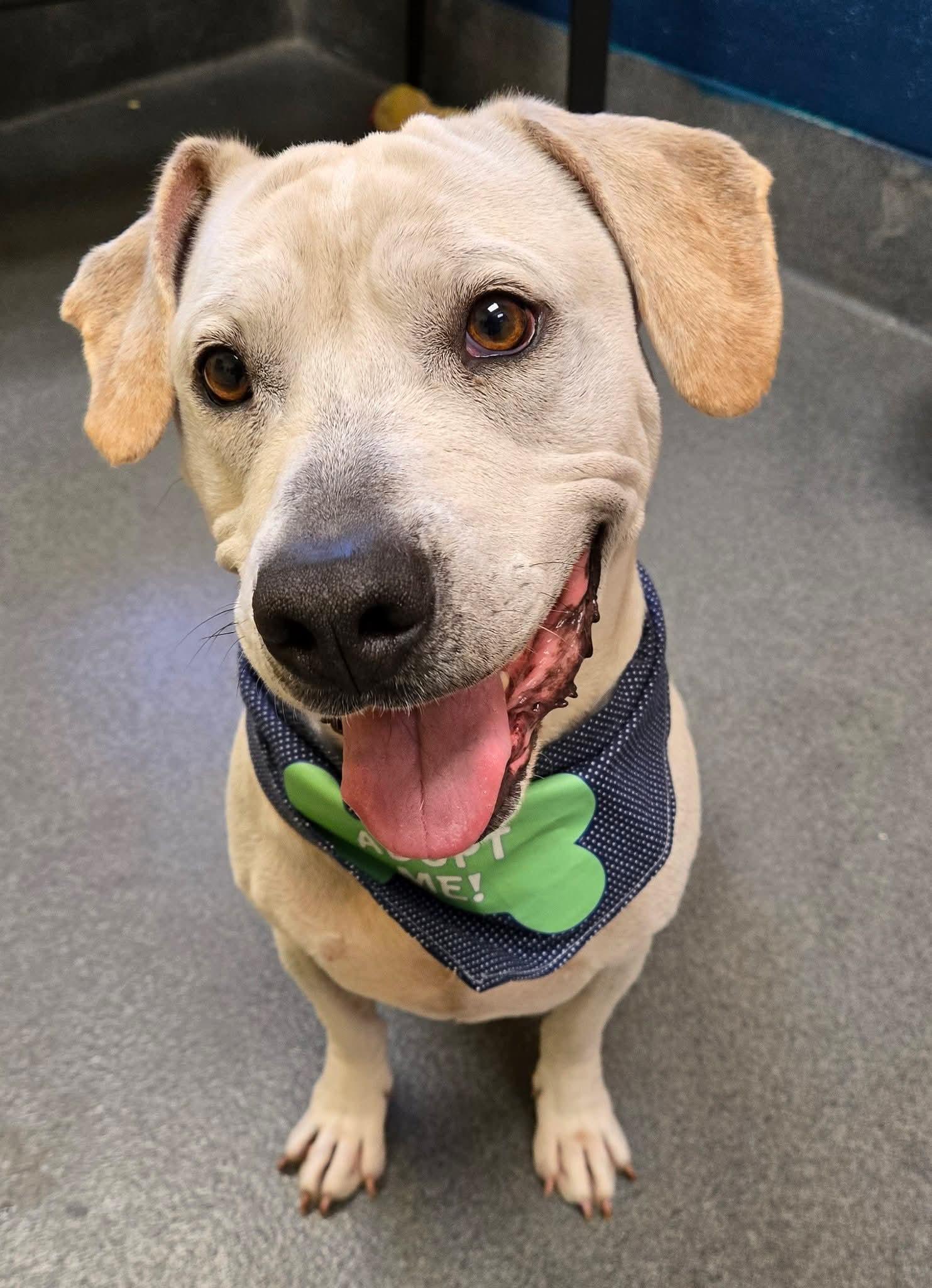 Scooby, a Adoptable mixed breed in Amherst, VA image 2/6
