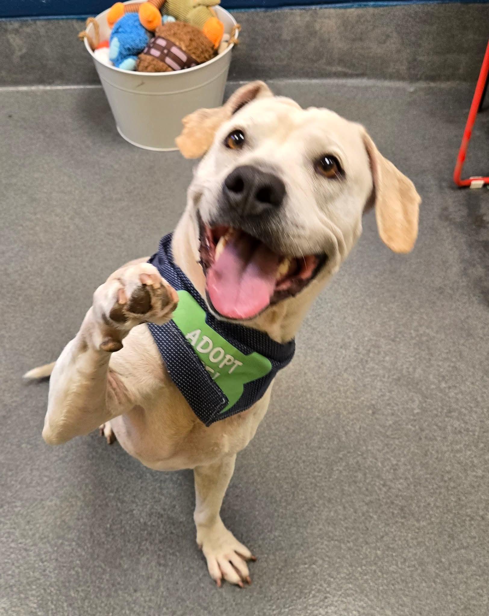 Scooby, Adoptable, Adult Male Labrador Retriever & Basset Hound.