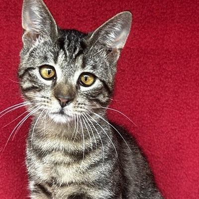 Enlarge Dexter, a Adoptable Domestic Short Hair in Concord, NH image 1/1