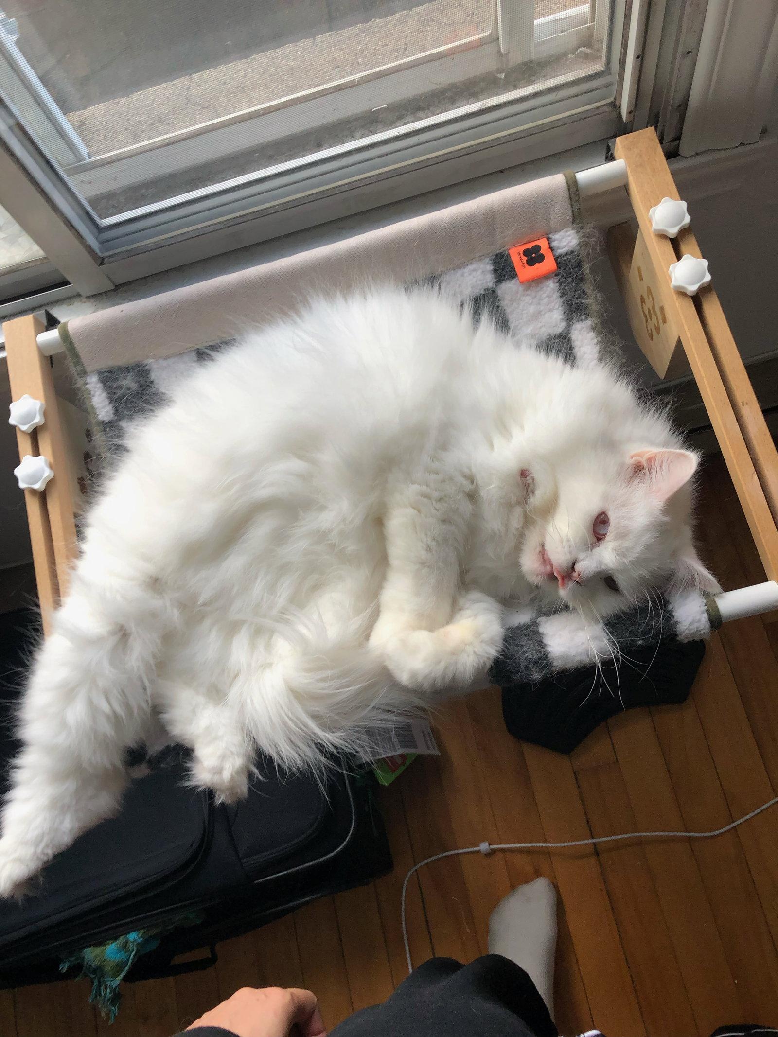 Enlarge Susan, a Adoptable Domestic Medium Hair in Montreal, QC image 1/2