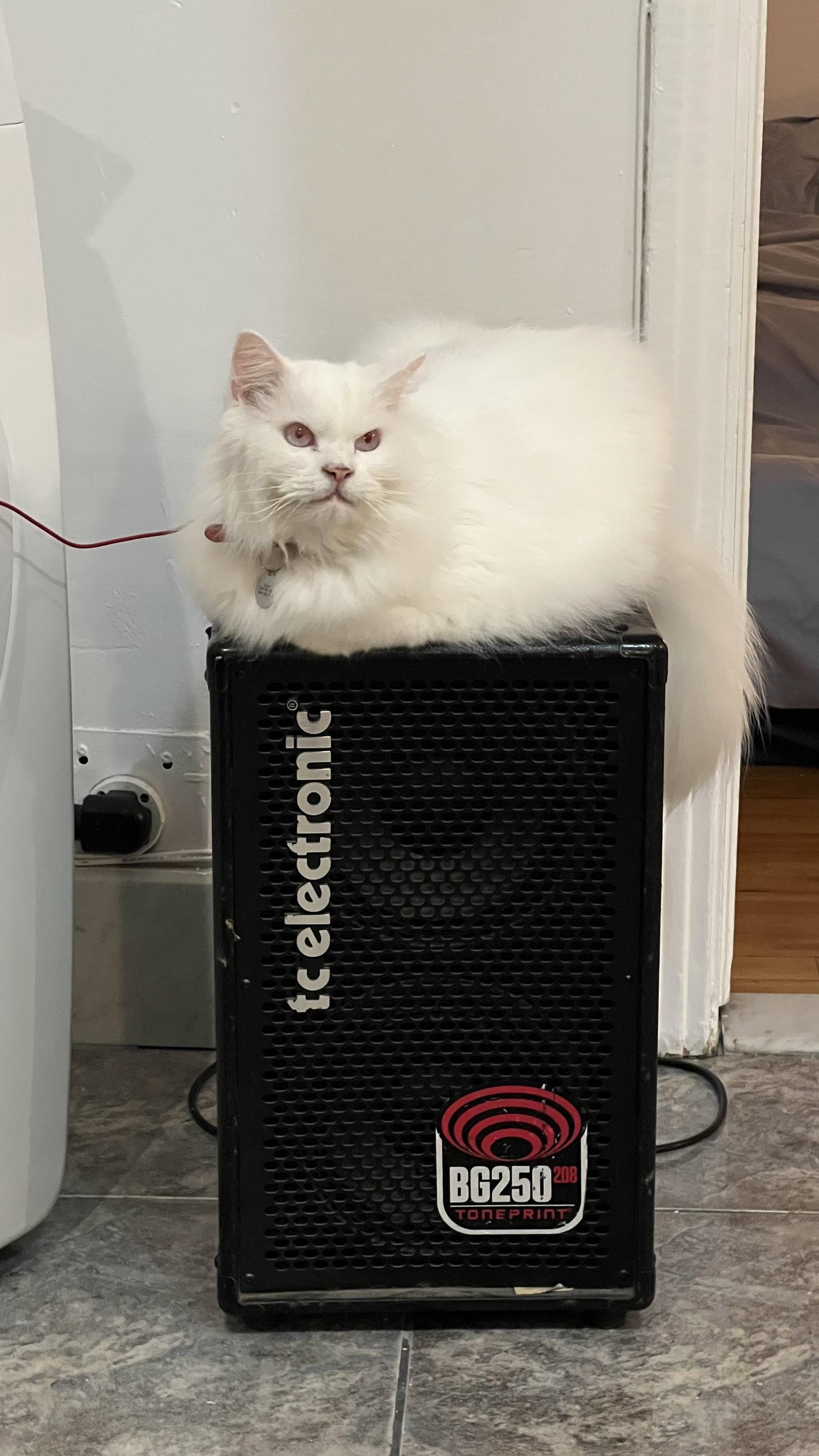 Enlarge Susan, a Adoptable Domestic Medium Hair in Montreal, QC image 2/2