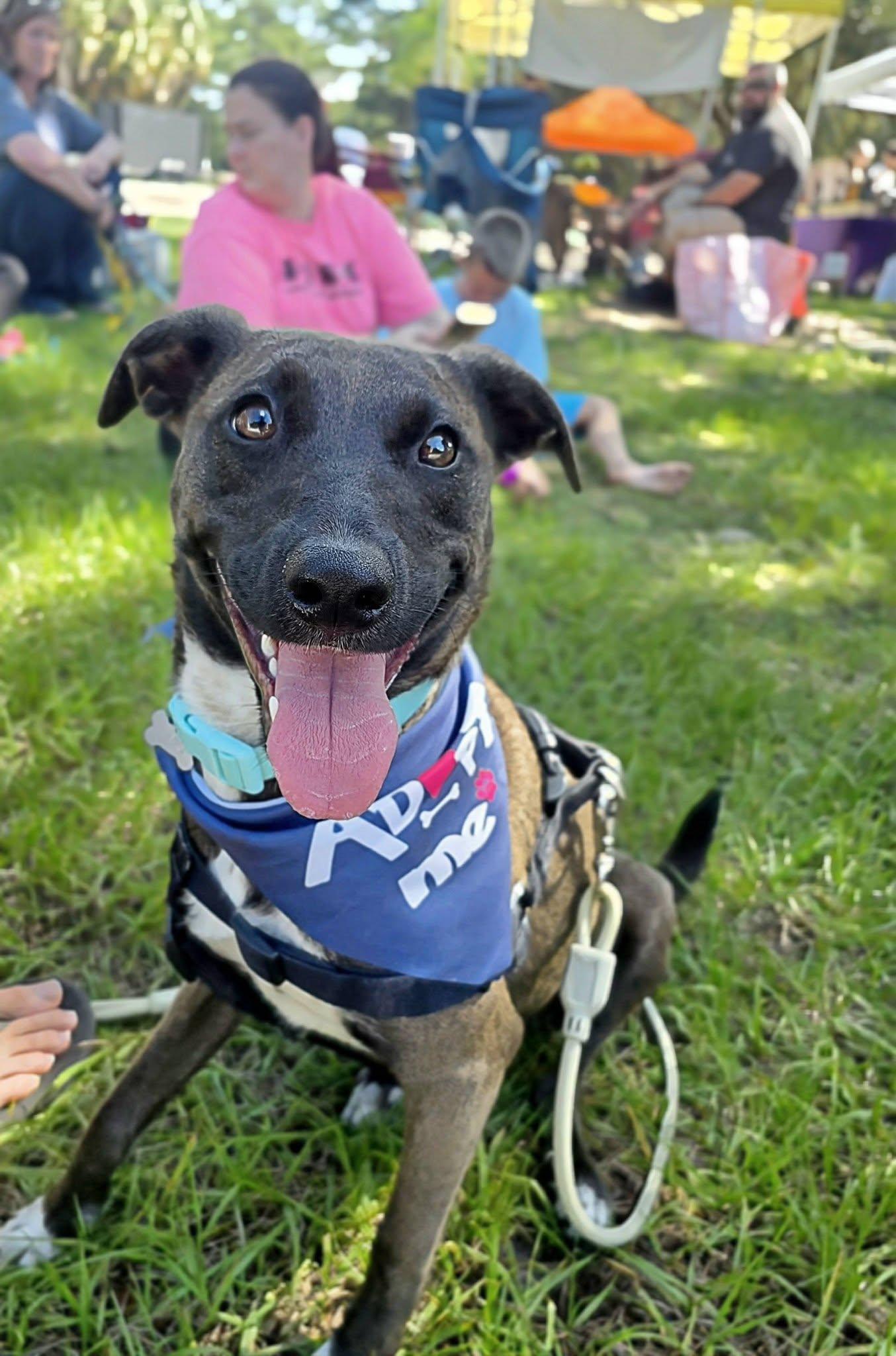 Enlarge Beto, a Adoptable mixed breed in Palm Bay, FL image 2/4