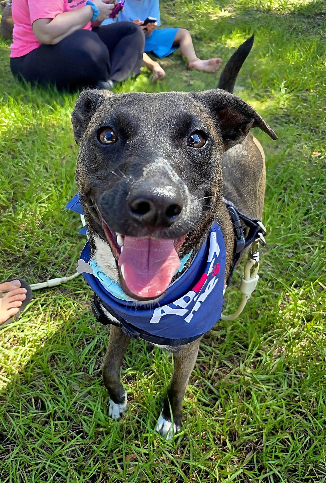 Enlarge Beto, a Adoptable mixed breed in Palm Bay, FL image 3/4