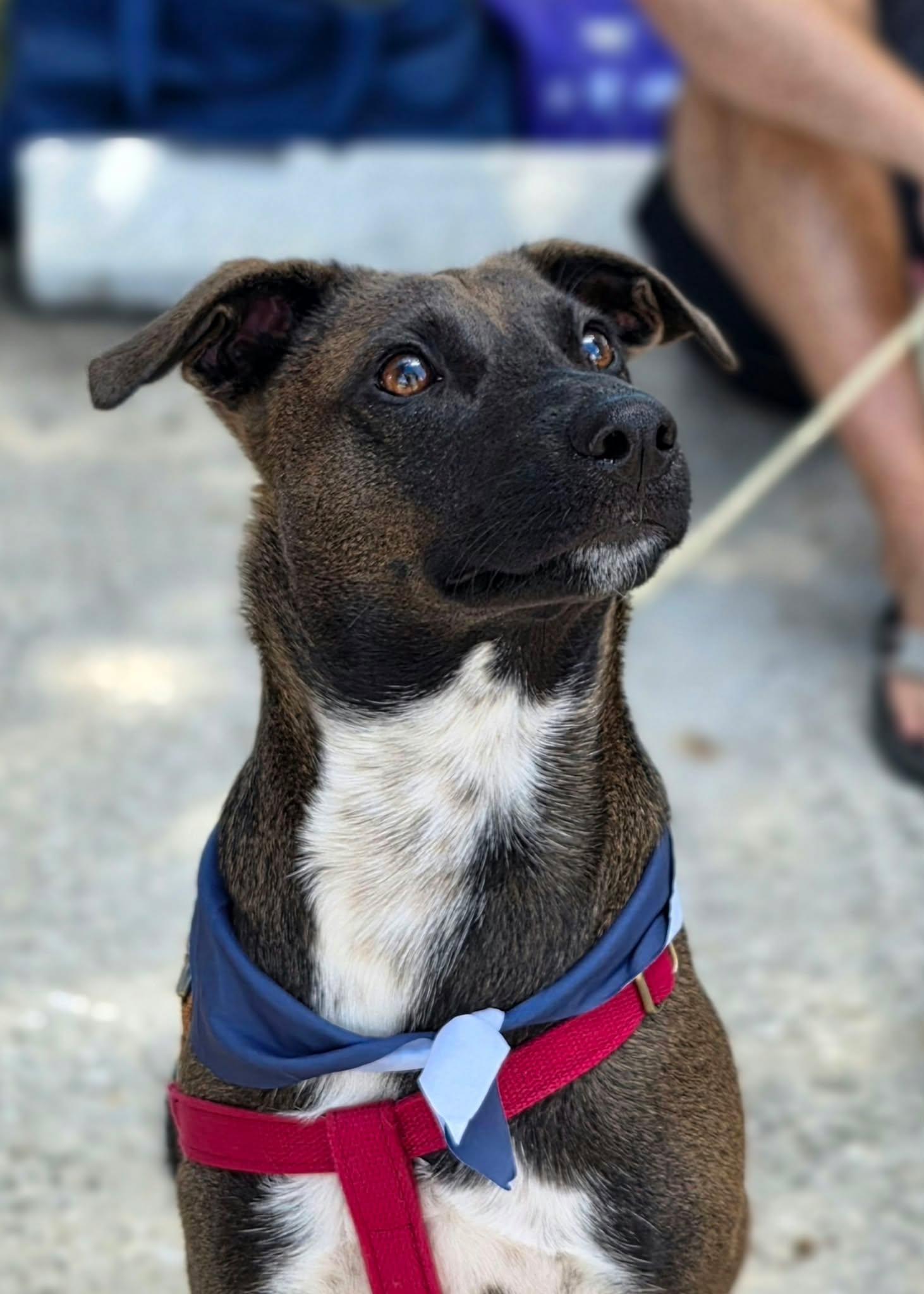 Enlarge Beto, a Adoptable mixed breed in Palm Bay, FL image 1/4