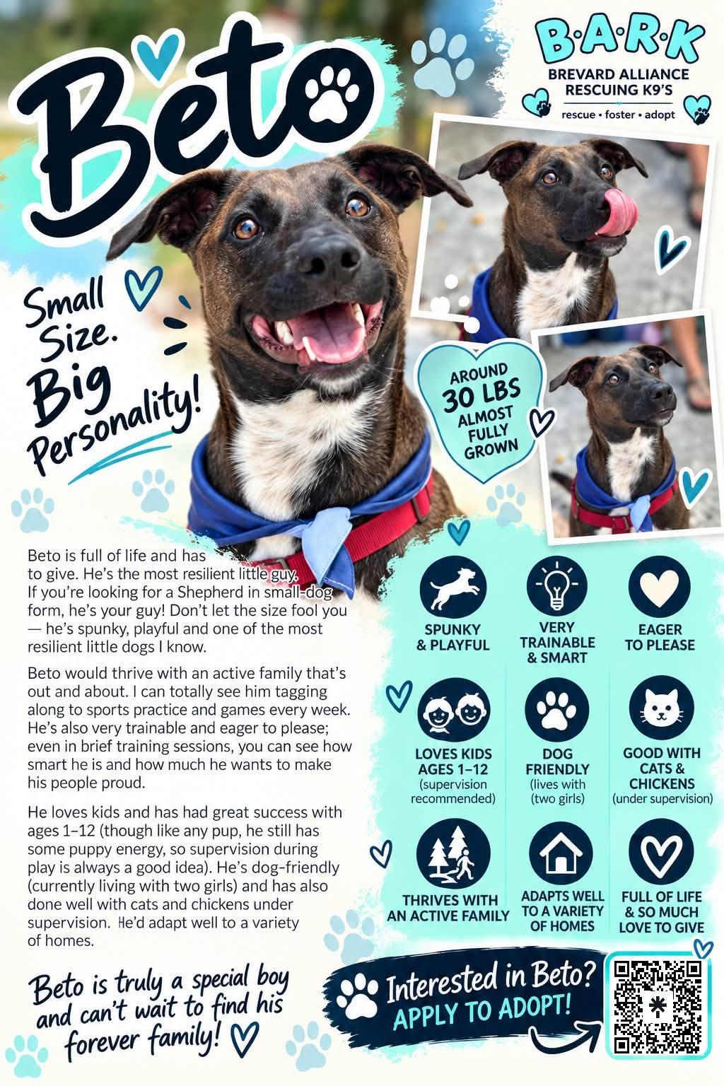 Enlarge Beto, a Adoptable mixed breed in Palm Bay, FL image 4/4