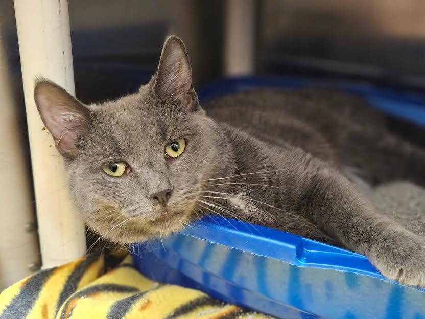 Mojo, Adoptable, Adult Male Domestic Short Hair.