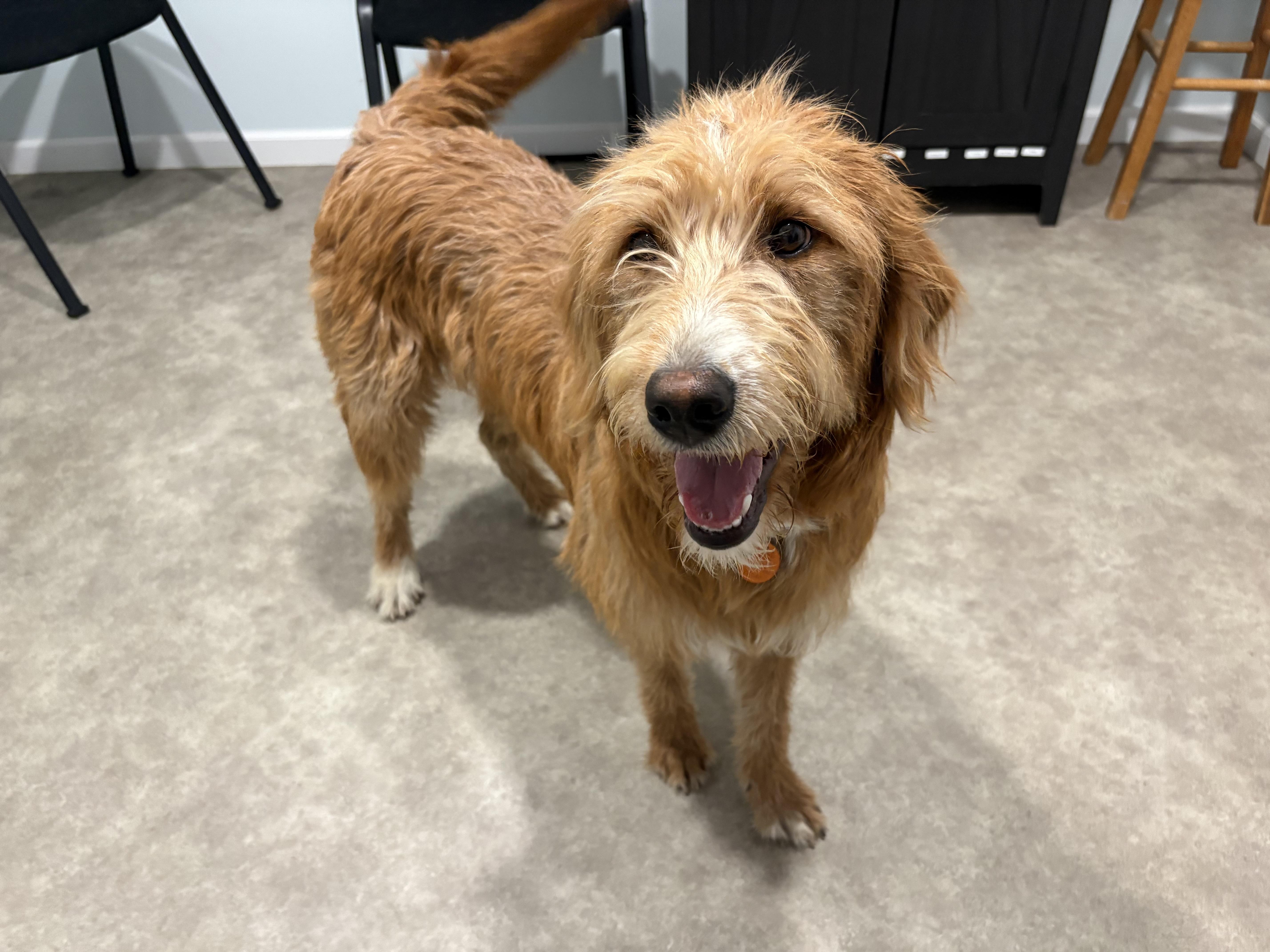 Enlarge Frankie, a ADOPTABLE Labradoodle in Grant, NE image 5/6