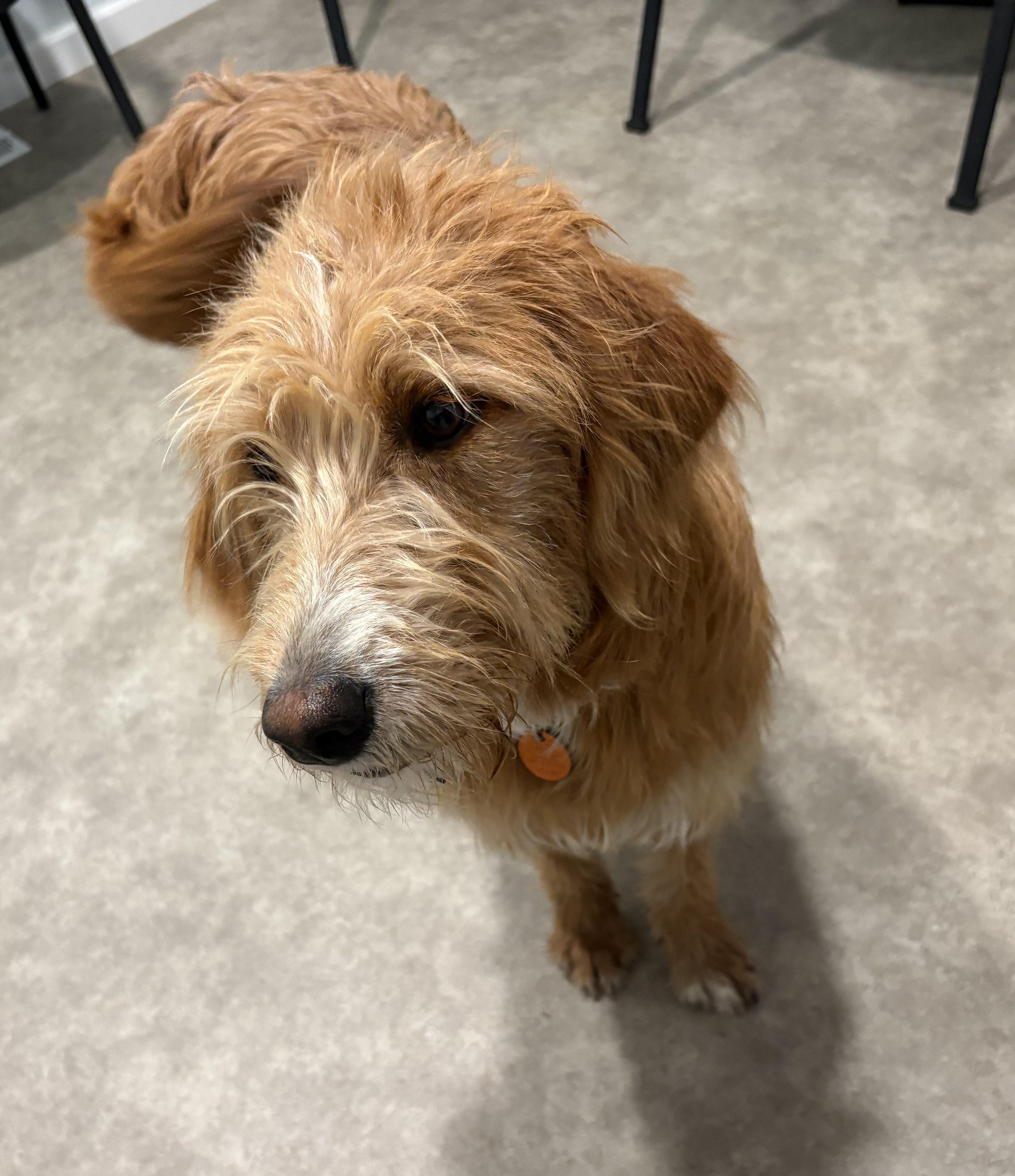 Enlarge Frankie, a ADOPTABLE Labradoodle in Grant, NE image 6/6