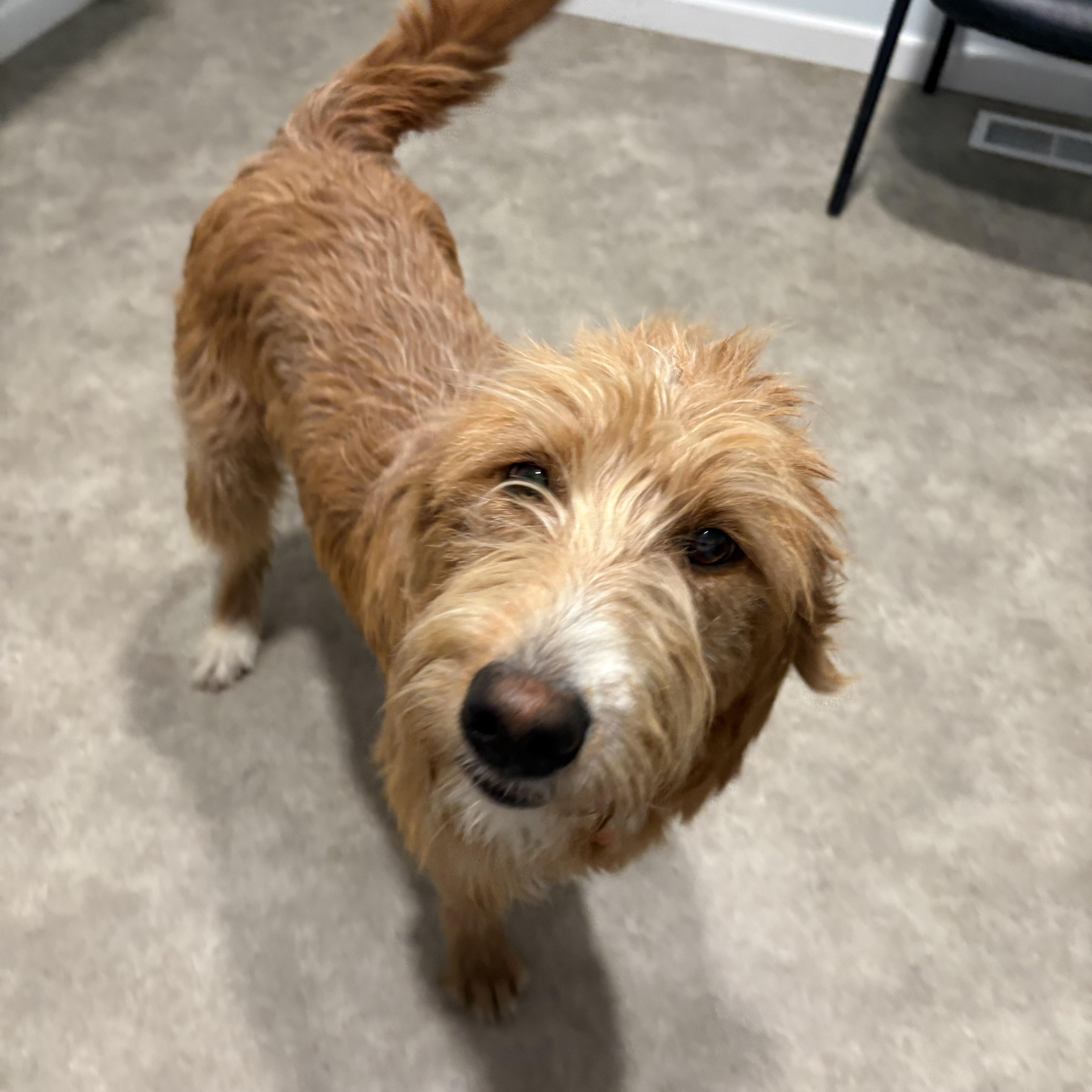 Enlarge Frankie, a ADOPTABLE Labradoodle in Grant, NE image 3/6