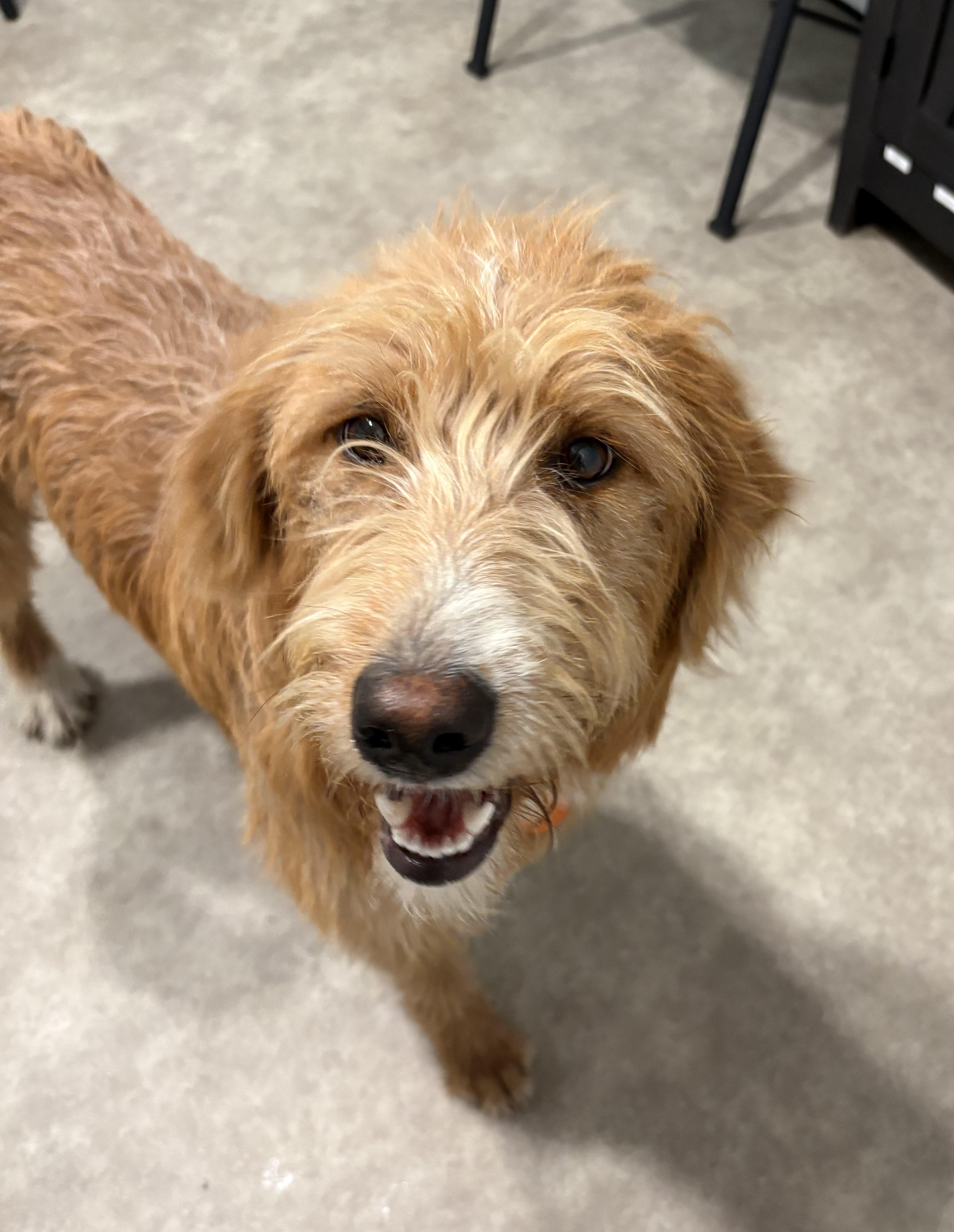 Enlarge Frankie, a ADOPTABLE Labradoodle in Grant, NE image 4/6