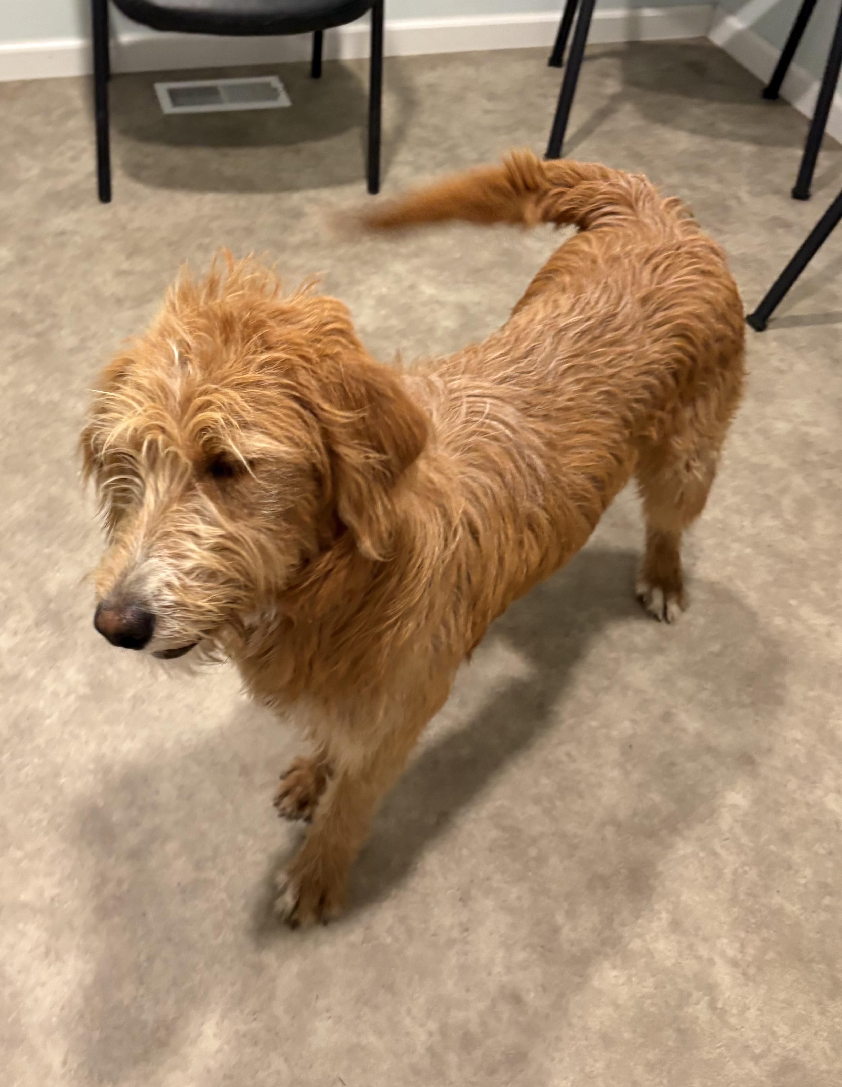 Enlarge Frankie, a ADOPTABLE Labradoodle in Grant, NE image 2/6