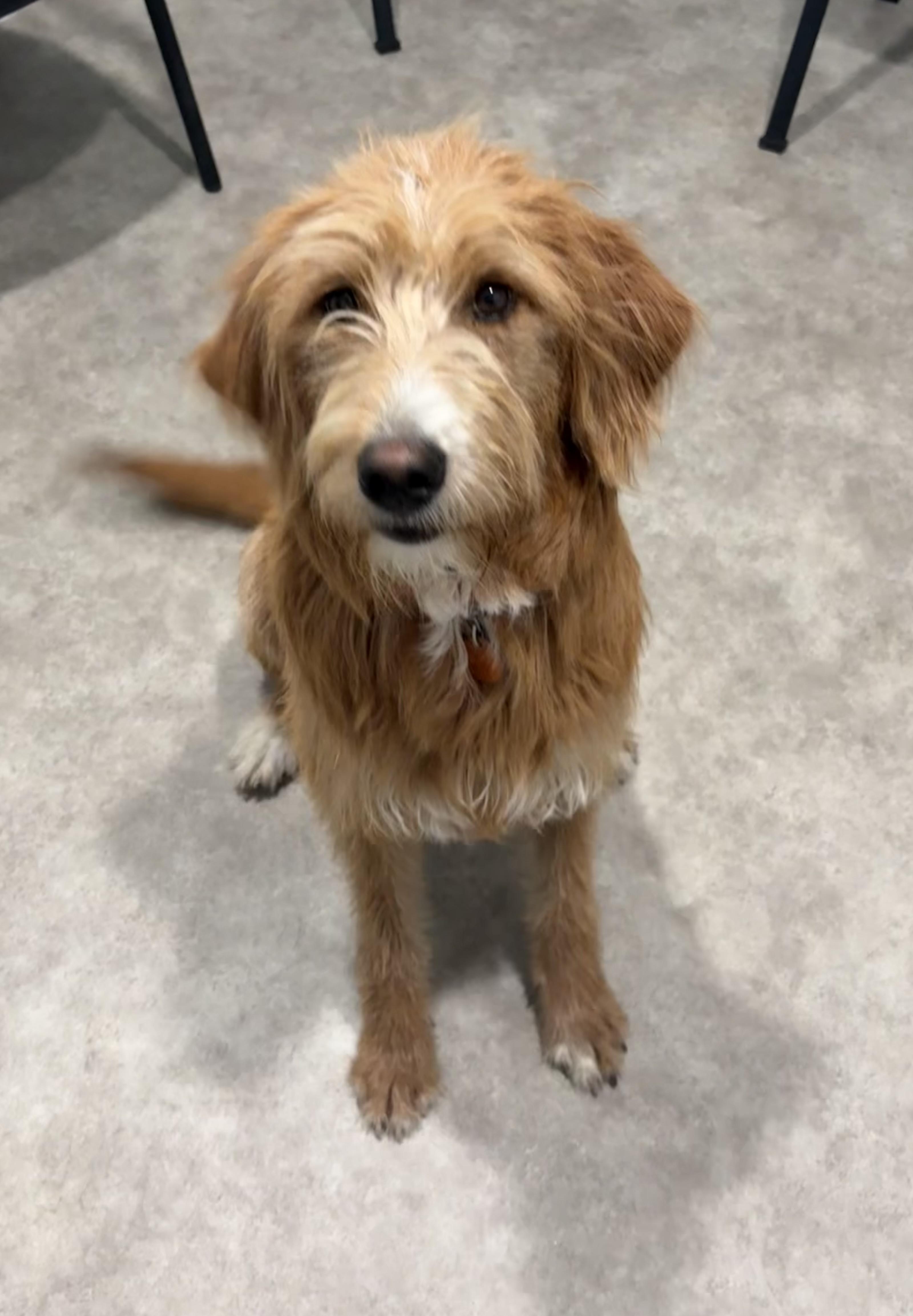 Enlarge Frankie, a ADOPTABLE Labradoodle in Grant, NE image 1/6
