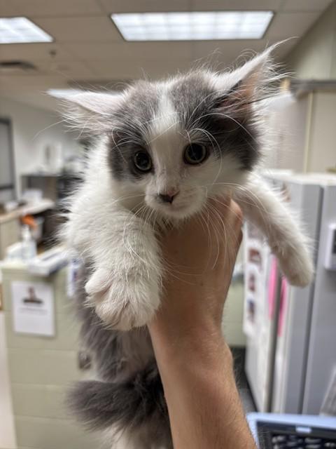 Enlarge MUFFIN, a Adoptable Domestic Medium Hair in Minneapolis, MN image 1/1