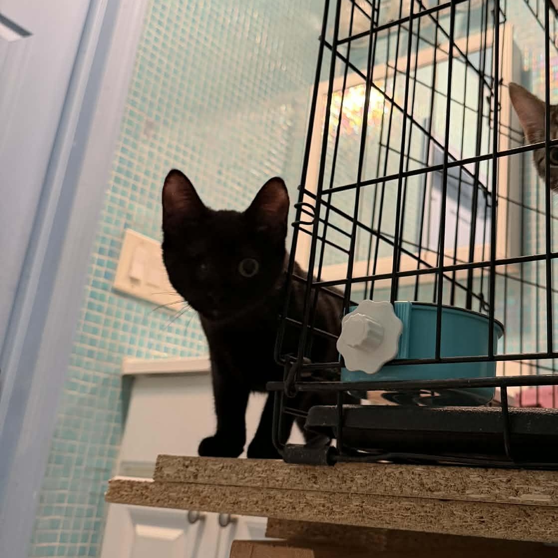 Enlarge Elle (bonded with Pai Mei), an adoptable Domestic Short Hair in Hillsborough, NJ image 4/4