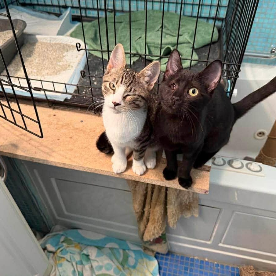 Enlarge Elle (bonded with Pai Mei), an adoptable Domestic Short Hair in Hillsborough, NJ image 2/4
