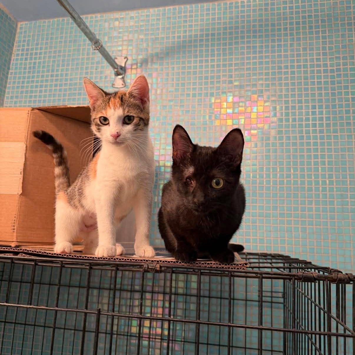 Elle (bonded with Pai Mei), adoptable, Kitten Female Domestic Short Hair.