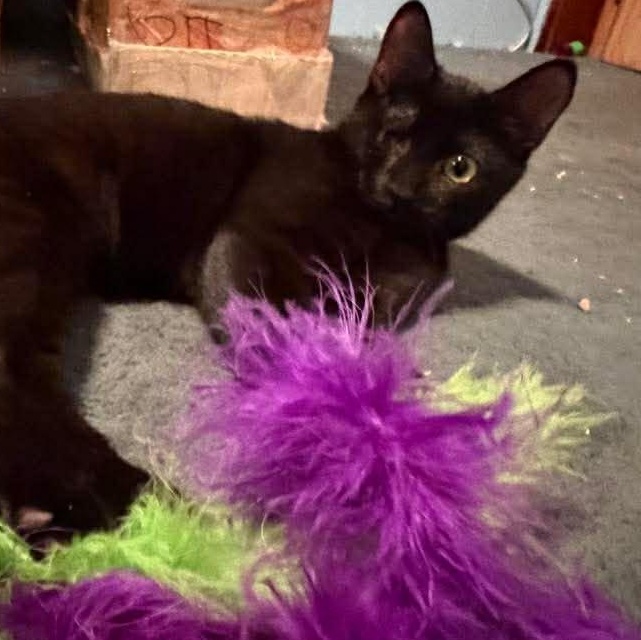 Enlarge Elle (bonded with Pai Mei), an adoptable Domestic Short Hair in Hillsborough, NJ image 3/4
