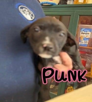Punk, Adoptable, Puppy Female Labrador Retriever.