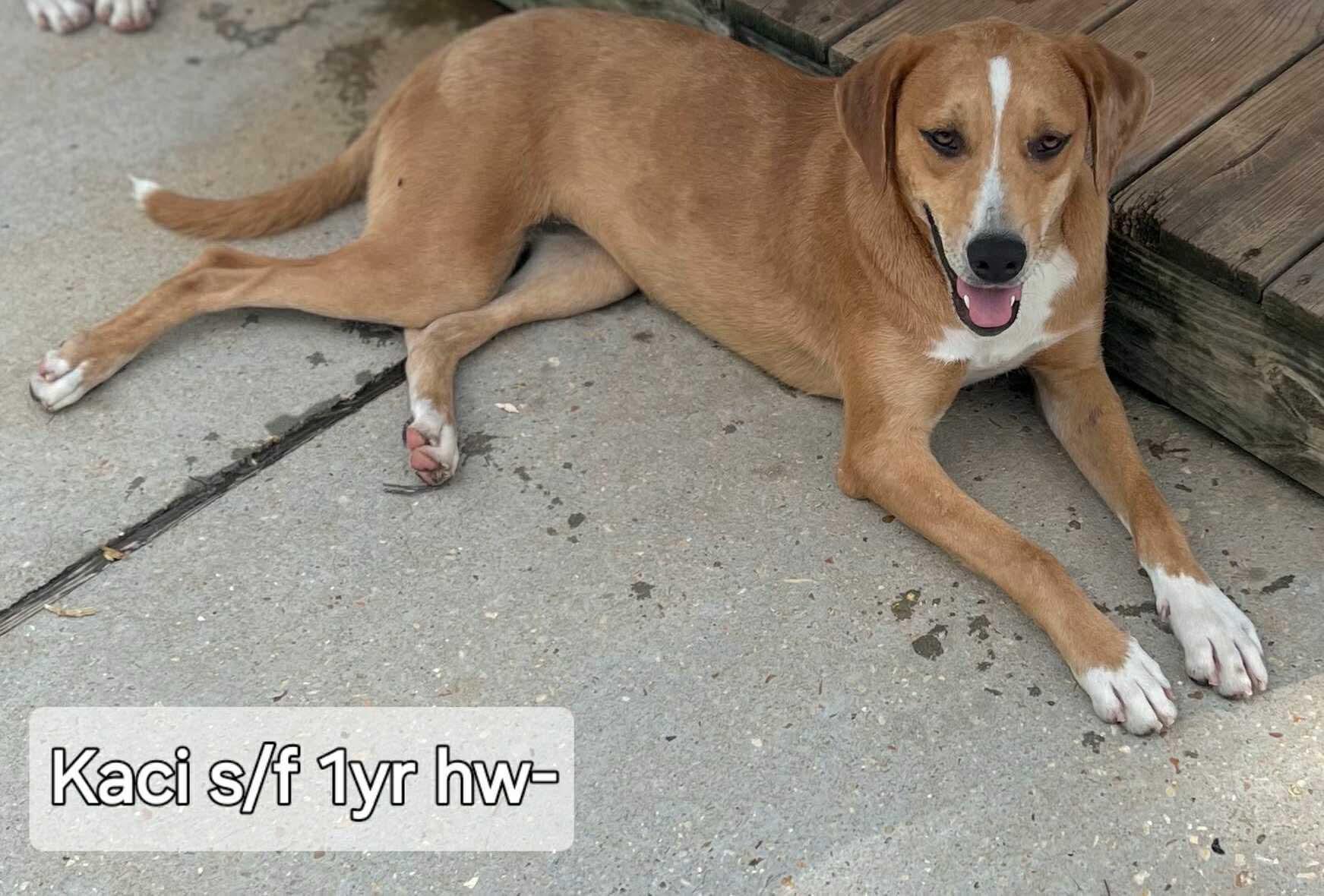 Kaci, Adoptable, Adult Female Labrador Retriever & Hound.