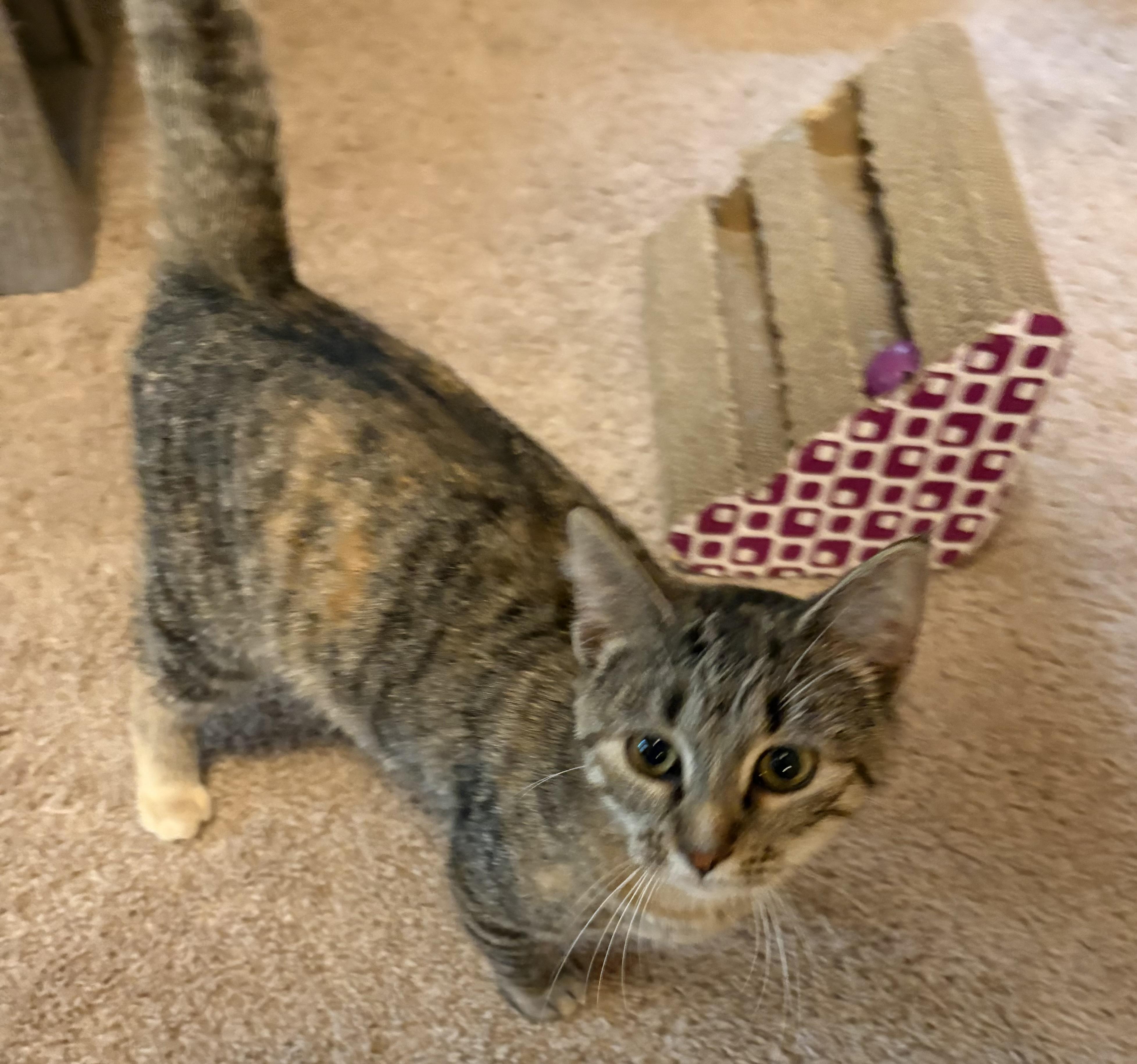 Trudie, ADOPTABLE, Young Female Domestic Short Hair.