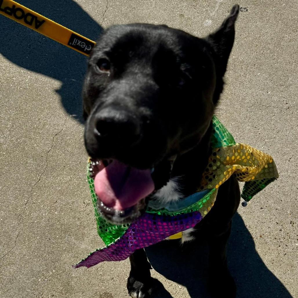 Enlarge Bud, a Adoptable Mixed Breed in Galveston, TX image 1/6