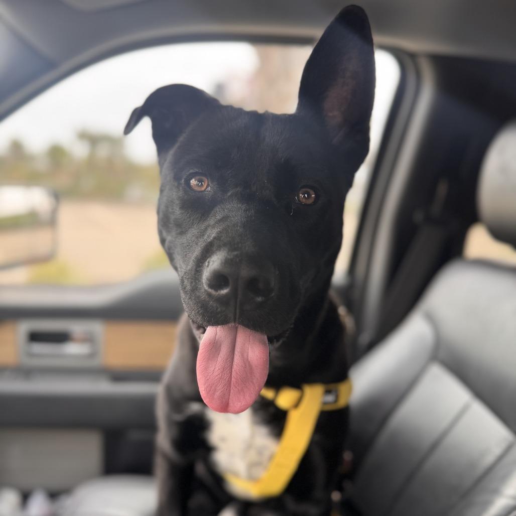 Enlarge Bud, a Adoptable Mixed Breed in Galveston, TX image 2/6