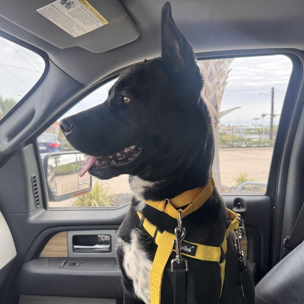 Enlarge Bud, a Adoptable Mixed Breed in Galveston, TX image 3/6