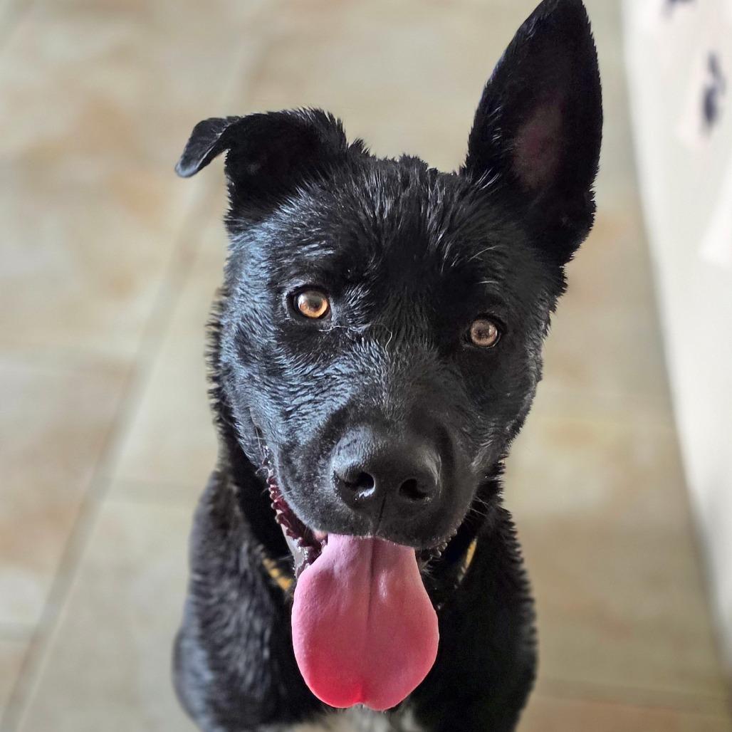 Enlarge Bud, a Adoptable Mixed Breed in Galveston, TX image 4/6