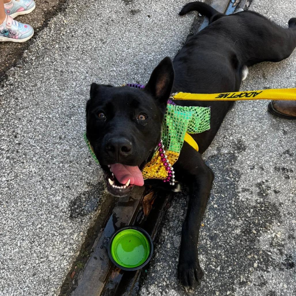 Bud, a Adoptable Mixed Breed in Galveston, TX image 2/3