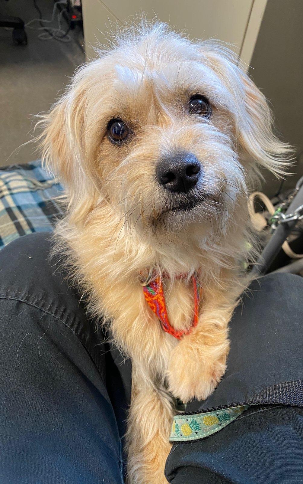 Rose, adopted, Adult Female Terrier.