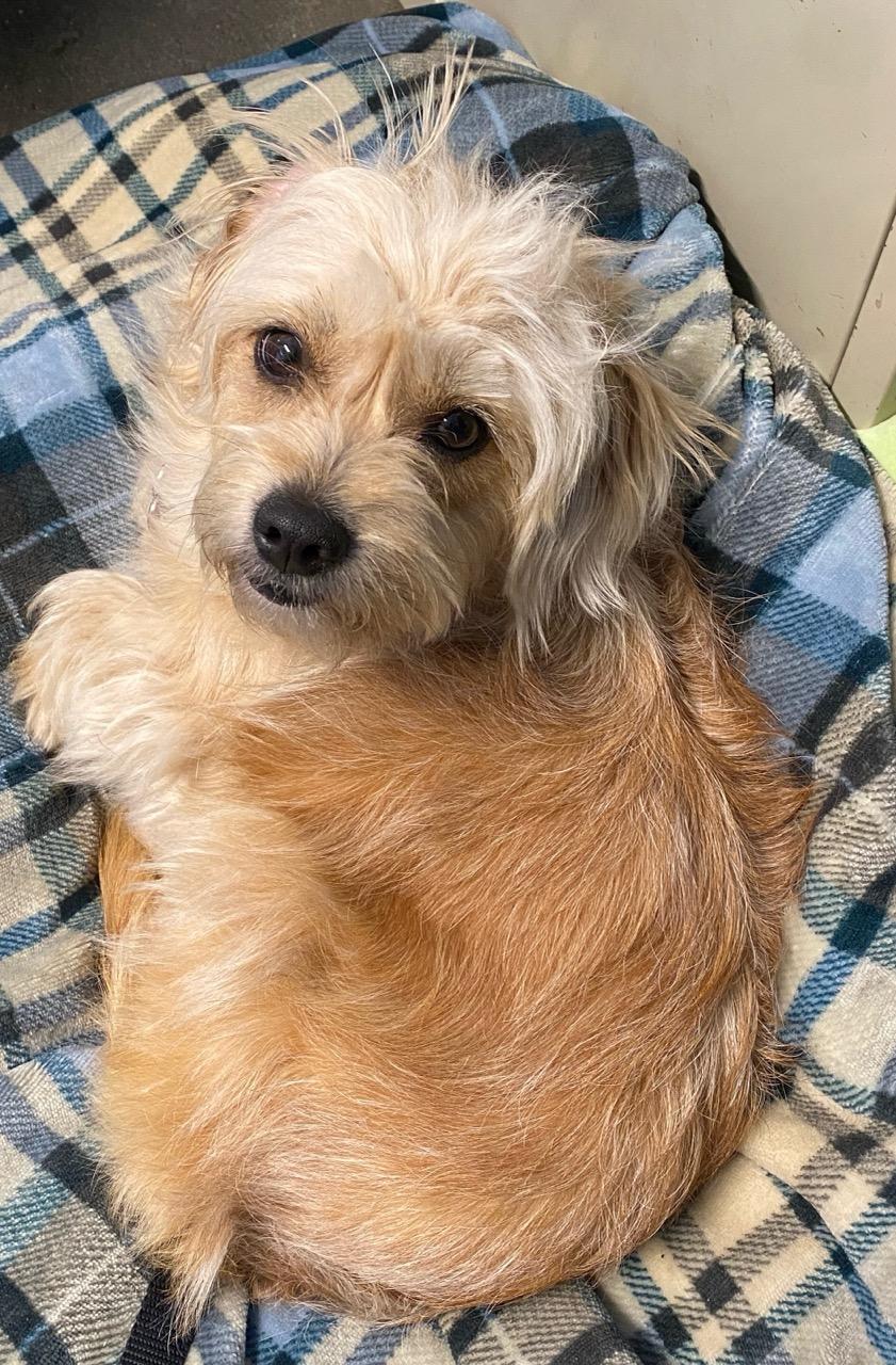 Enlarge Rose, an adopted mixed breed in Colusa, CA image 2/2