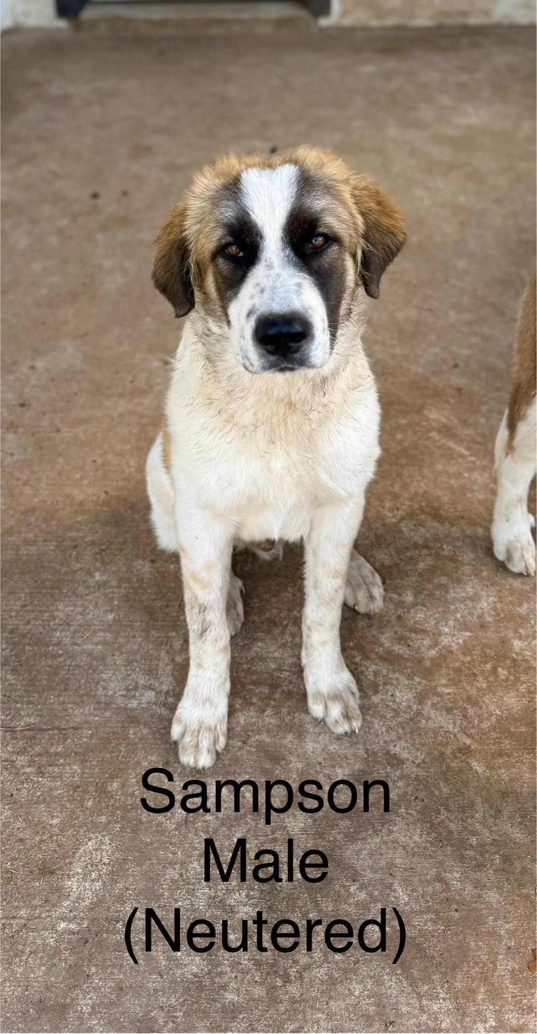 Sampson the Mixed Breed Pup