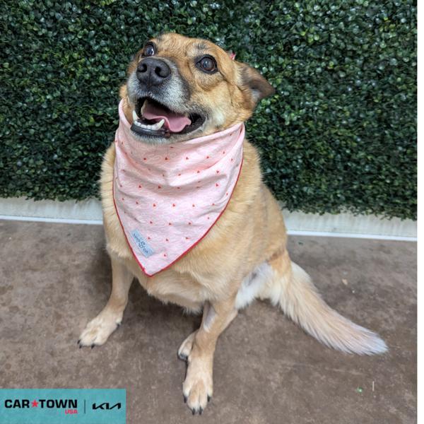 Nash, a Adoptable mixed breed in Lexington, KY image 1/3