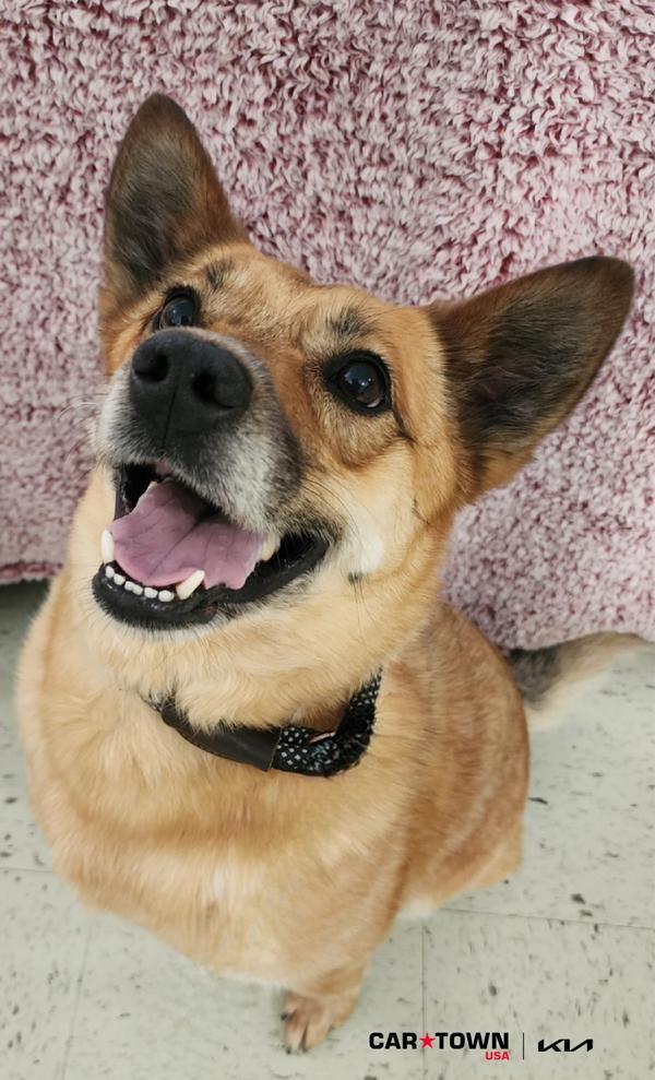 Nash, a Adoptable mixed breed in Lexington, KY image 2/3