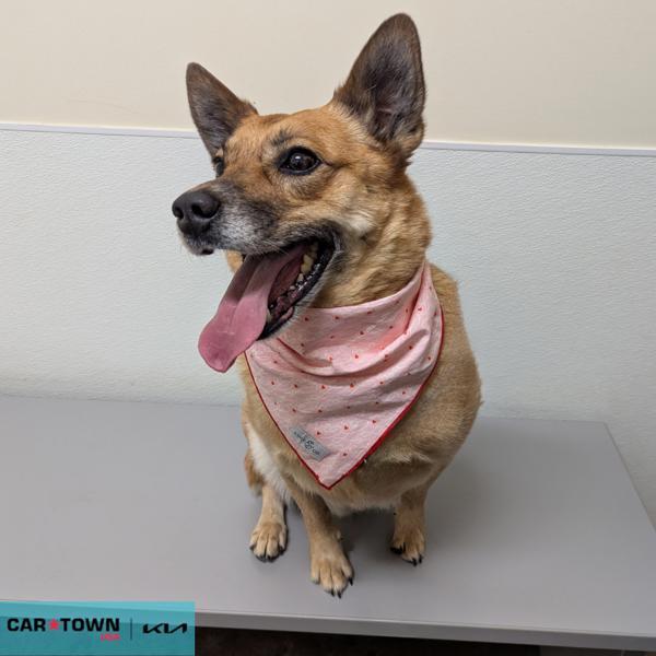 Nash, a Adoptable mixed breed in Lexington, KY image 3/3