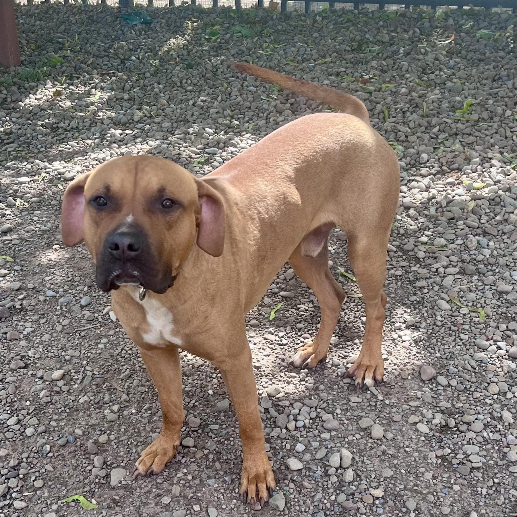 Casimir, adopted, Young Male Pit Bull Terrier & Hound.