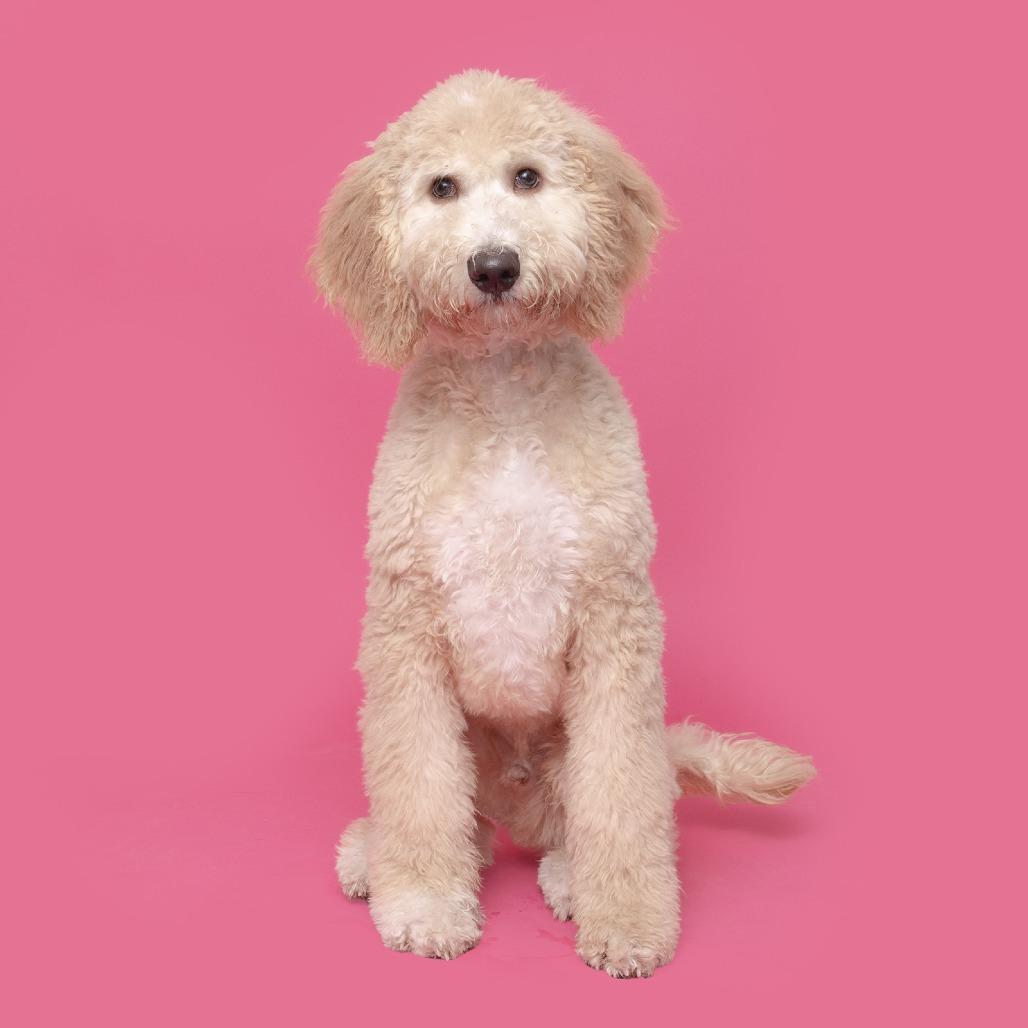 Hooper — thumbnail 2