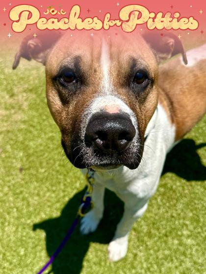 Escape Pod, a Adoptable mixed breed in Wichita, KS image 2/3