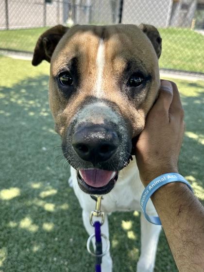Escape Pod, a Adoptable mixed breed in Wichita, KS image 3/3