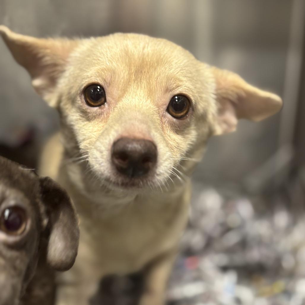 J.D., Adoptable, Young Male Chihuahua.