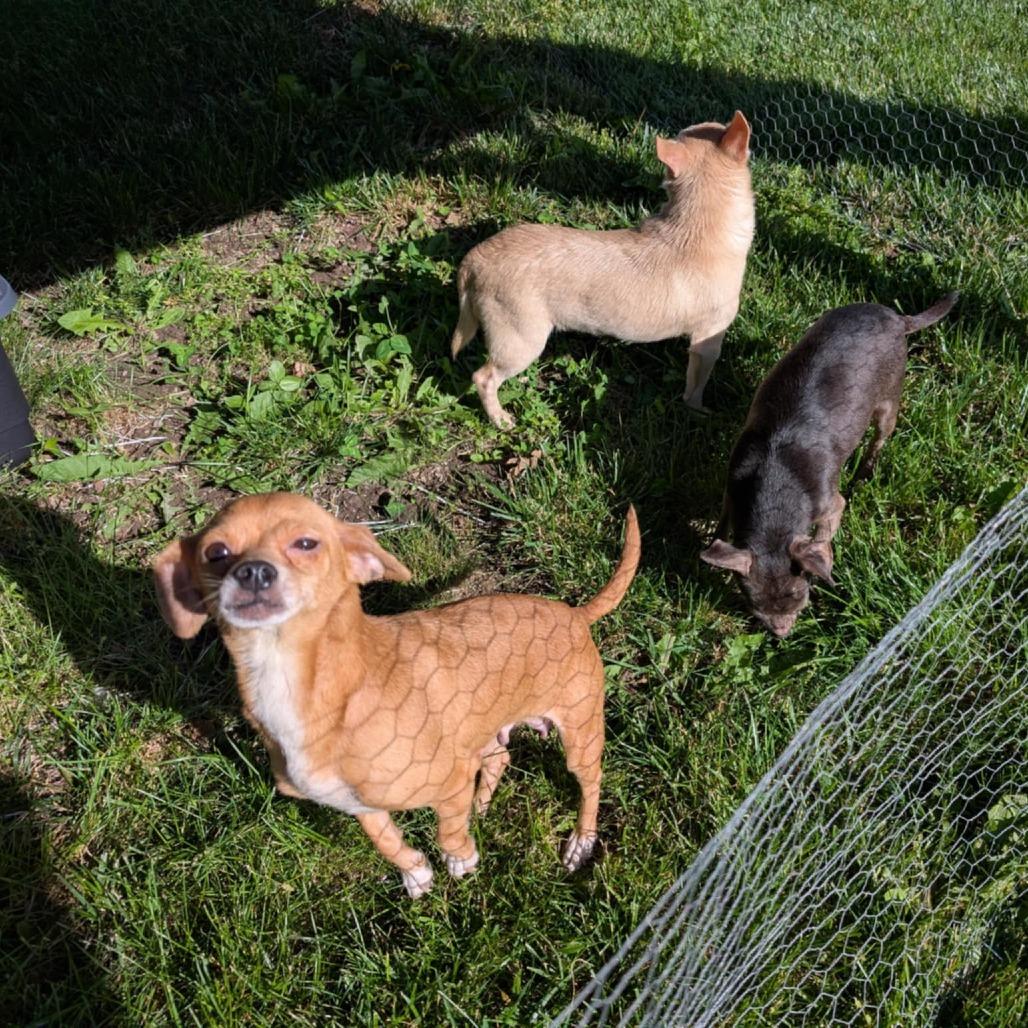J.D., a Adoptable mixed breed in St. Louis, MO image 3/3